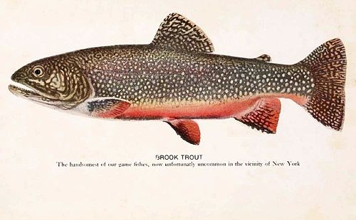 Brook trout